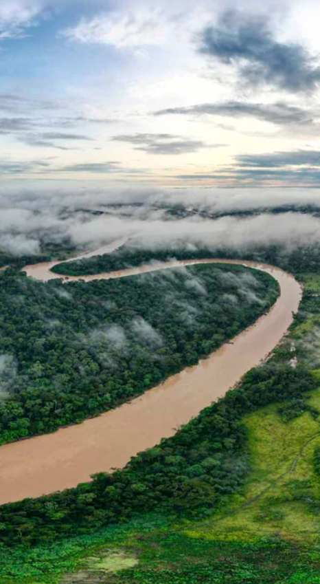 Restauração de Florestas